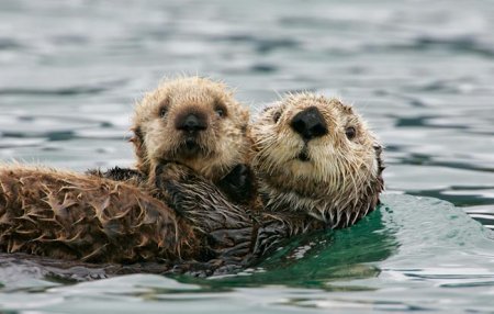 Cute_Otters_023a