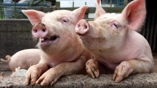 Funny-pigs-in-sty-leaning-on-wall-via-Shutterstock-615x345
